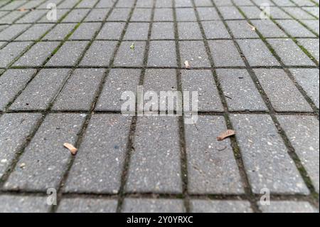 A close-up view of a patterned paved walkway in a lush green garden during daylight, showcasing texture and design Stock Photo