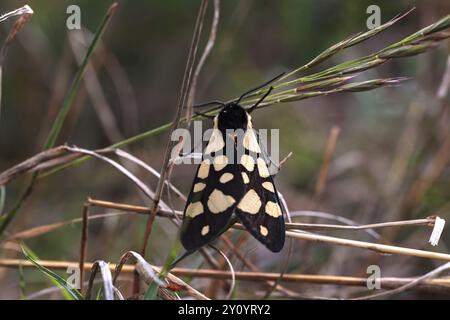 A Cream-spot Tiger Moth, Arctia villica, resting on bracken in a woodland clearing Stock Photo