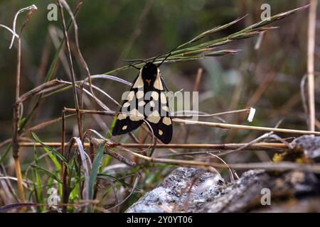 A Cream-spot Tiger Moth, Arctia villica, resting on bracken in a woodland clearing Stock Photo