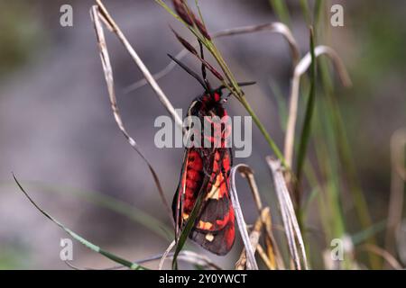 A Cream-spot Tiger Moth, Arctia villica, resting on bracken in a woodland clearing Stock Photo