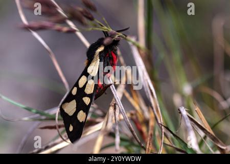 A Cream-spot Tiger Moth, Arctia villica, resting on bracken in a woodland clearing Stock Photo