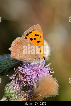 Small Copper nectaring on thistle flower.  Molesey Reservoirs Nature Reserve, West Molesey, Surrey, England. Stock Photo