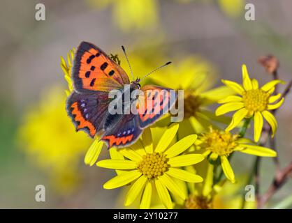 Small Copper (form caeruleopunctata) nectaring on Ragwort. Molesey Reservoirs Nature Reserve, West Molesey, Surrey, England. Stock Photo