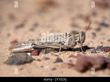 Desert locust (Schistocerca gregaria) in side view - Fuerteventura Stock Photo