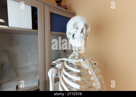 Human skeleton model in classroom - USA Stock Photo - Alamy