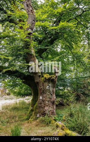 the Six Beeches (Les Six Hêstres) in the forest of Lonlou near Hockai in the High Fens, Fagne Tîrifaye, Wallonia, Belgium. The trees are over 250 year Stock Photo