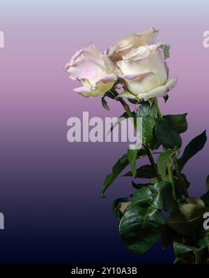 Close-up of elegant white roses tinged with pink against a soft gradient background. Ideal for concepts of love, beauty, and romance. Stock Photo