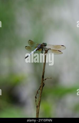 Blue Dasher dragonfly on at rest Stock Photo - Alamy