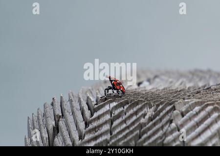 Spotted Lanternfly on a wood surface Stock Photo