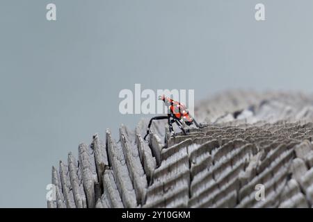 Spotted Lanternfly on a wood surface Stock Photo
