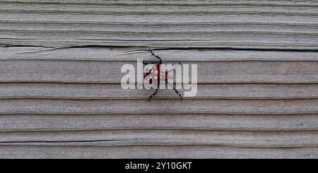 Spotted Lanternfly on a wood surface Stock Photo