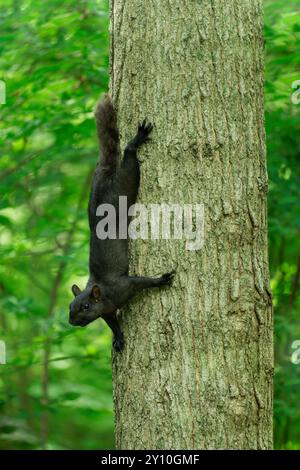 Grey Squirrel with black mutation Stock Photo