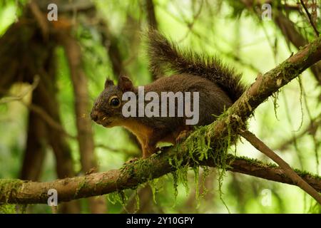 American Red Squirrel on a branch Stock Photo