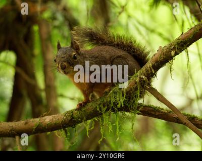 American Red Squirrel on a branch Stock Photo