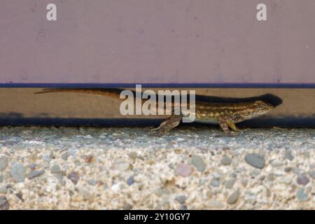 Western Fence Lizard in a crevice Stock Photo