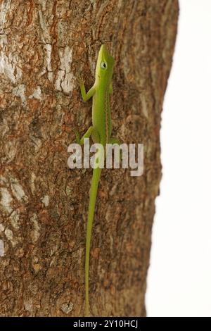 Green Anole climbing tree bark Stock Photo