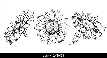 Sketch of Sunflower set. Flower Pen and Ink Drawing. Vector illustration on white background. Botanical Graphic engraving design. EPS10 Stock Vector