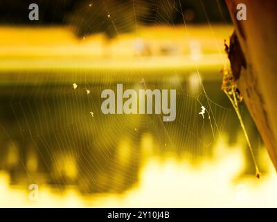Morning sun shined lights on a spider web. Yellow color painted the landscape foreground and background. Close focus on spider web showing the details Stock Photo