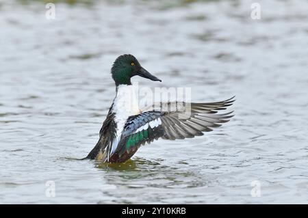 Shoveler (Anas clypeata) drake bird flapping wings after preening, Caerlaverock, Wildfowl and Wetlands Trust Reserve, Dumfries-shire, Scotland, March. Stock Photo