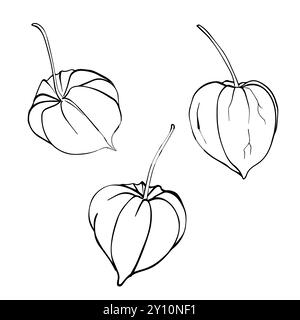 Physalis Graphic illustration. Set of Autumn berries drawing in line art style. Botanical sketch Winter cherry painted by black inks. Chinese Lantern Stock Vector