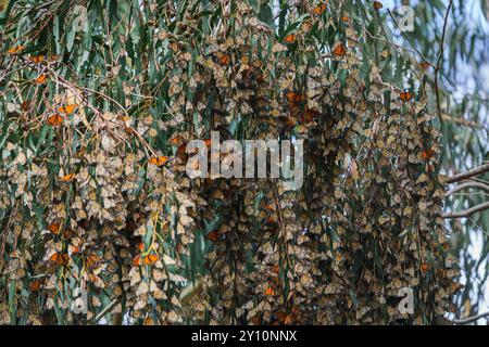 Thousands of Monarch butterflies converge upon an Eucalyptus tree, transforming its branches into a living tapestry of orange and black. Pismo beach g Stock Photo