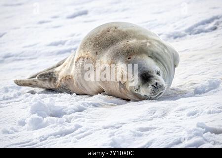 Weddell seal, Booth Island, Antarctica. Stock Photo