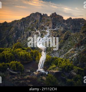 Dead tree on Pico Ruivo trail toward the summit, in Madeira, Portugal. Sunrise and mountains in the background Stock Photo