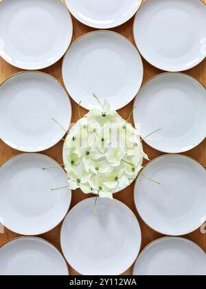 White dogwood flowers with stems lie decoratively on a white plate, the other plates are empty Stock Photo