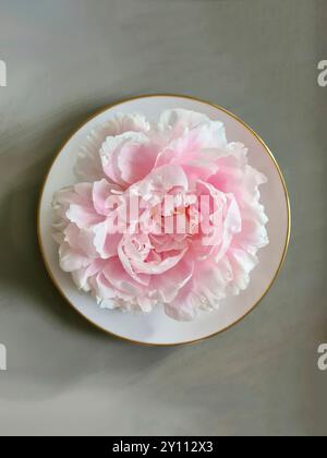 White-pink peony in full bloom as decoration on a white plate with a gray saucer Stock Photo