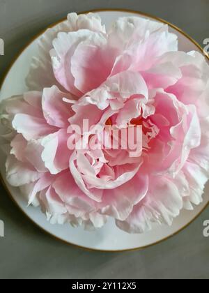 White-pink peony in full bloom as decoration on a white plate with a gray saucer Stock Photo