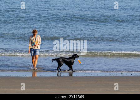 Female dog owner walking on sandy beach along the coast with unleashed black flat-coated retriever with retrieving dummy in mouth in summer Stock Photo