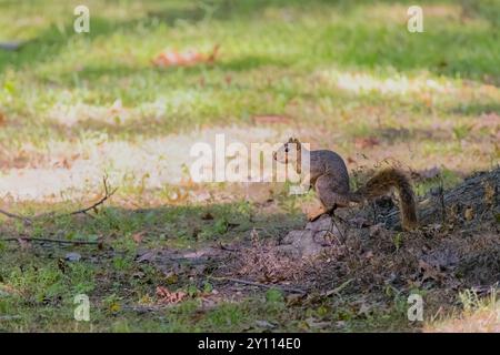 The fox squirrel (Sciurus niger), also known as the eastern fox squirrel or Bryant's fox squirrel. Stock Photo