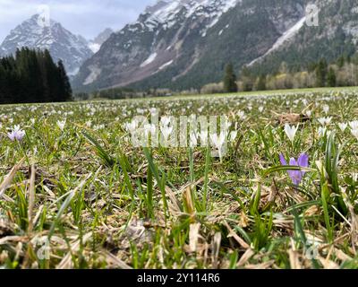 Meadow with blooming crocuses in the Leutasch valley, Gehrenspitze and Puittal in the background, spring, nature, mountains, Tyrol's high plateau, Leutasch, Tyrol, Austria Stock Photo