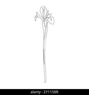 Iris continuous line drawing. Black and white Floral Bouquets. Flower Coloring Page. Floral Line Art. Fine Line Lilies illustration. Hand Drawn flower Stock Vector