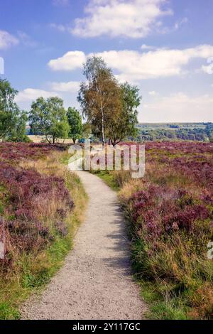 Hathersage moor Derbyshire UK. A serene countryside path winding through a field of heather and trees under a blue sky with scattered clouds. Stock Photo