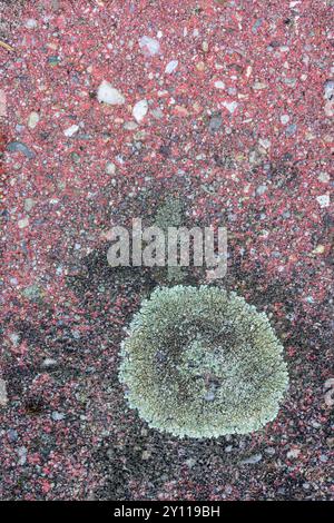 Paving stone with lichen, still life from nature, wallpaper Stock Photo