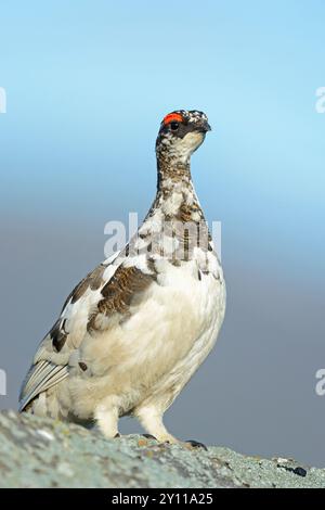 Male rock ptarmigan (Lagopus mutus) in transitional dress on a rock, Iceland Stock Photo