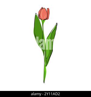 Tulip Line Drawing. Minimalistic colorful Floral illustration isolated on white background Stock Vector