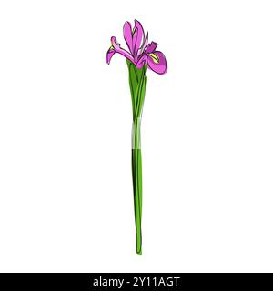Iris Line Drawing. Minimalistic colorful Floral illustration isolated on white background Stock Vector