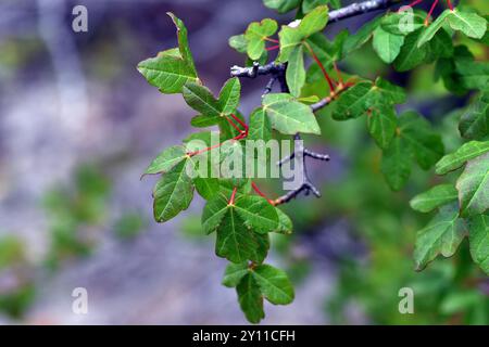 Leaves of the field maple (Acer campestre) Stock Photo