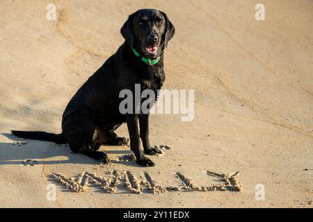 Black Labrador dog sitting on the beach, with his name Willy written in the sand Stock Photo