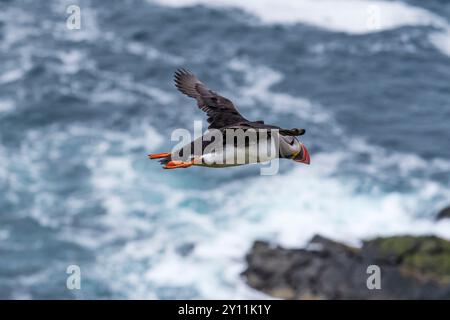 An Atlantic puffin, Fratercula arctica, in flight over the sea at Sumburgh Head, Shetland. Stock Photo