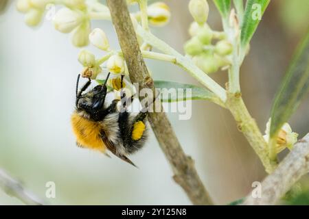 Bee already loaded with pollen, collects more from an olive tree in West Cork, Ireland. Stock Photo