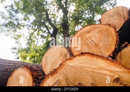 Close-up of a freshly cut tree stump showing detailed wood grain and cracks, with a blurred background of green trees and sky. Stock Photo