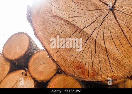 Close-up of a freshly cut tree stump showing detailed wood grain and cracks, with a blurred background of green trees and sky. Stock Photo
