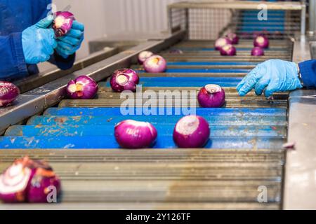 Onions on the production line in an onion processing facility, Bandon, West Cork, Ireland. Stock Photo