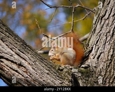 Close-up squirrel sits on a tree branch and eats a nut in the park in autumn. Stock Photo