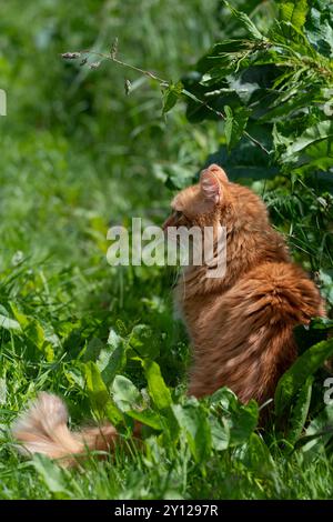 a cute ginger cat sitting in green grass on a sunny day in summer, orange Stock Photo