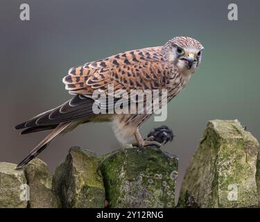 Kestrel - Female Stock Photo