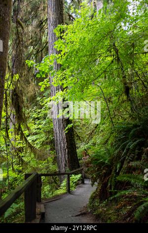 A path leads through the dense Hoh Rain Forest in Olympic National Forest, Washington Stock Photo